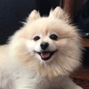 Muggles the Dog image 6