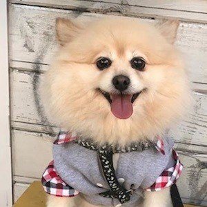 Muggles the Dog image 7
