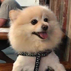 Muggles the Dog image 8