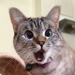 Nala Cat, 15 (Kat)