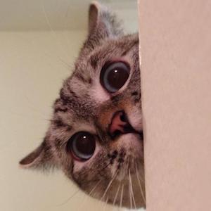 Nala Cat, 15 (Кошка)