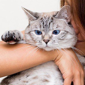 Nala Cat, 15 (Cat)