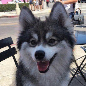 Norman the Pomsky image 3