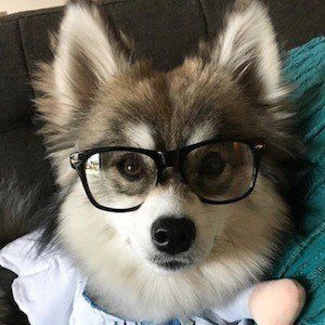 Norman the Pomsky, 9 (Dog)