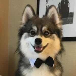 Norman the Pomsky image 7