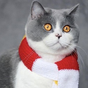 O'Neill Cat image 2