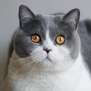 O'Neill Cat image 4