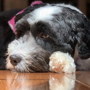 Oreo the Dog, 8 (Dog)
