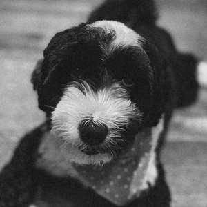 Oreo the Dog, 8 (Dog)