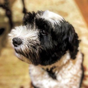 Oreo the Dog, 8 (Dog)