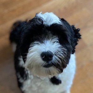 Oreo the Dog, 8 (狗)