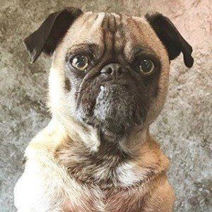 Ozzy the Pug image 2