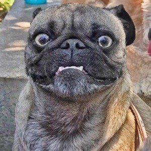 Ozzy the Pug image 3