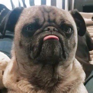 Ozzy the Pug image 4
