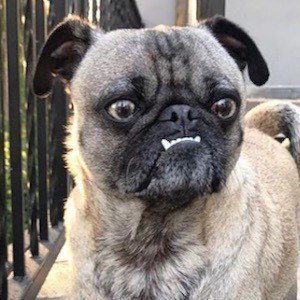 Ozzy the Pug image 5