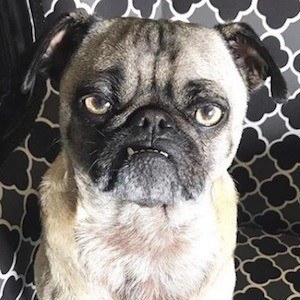 Ozzy the Pug image 6