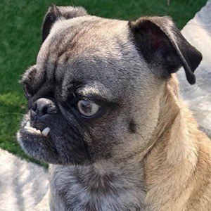 Ozzy the Pug image 7