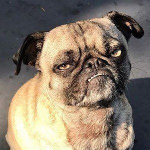 Ozzy the Pug image 8