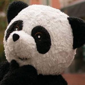 Panda Aventurero image 3
