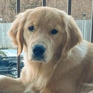 Riley the Golden Pup, 5 (Dog)