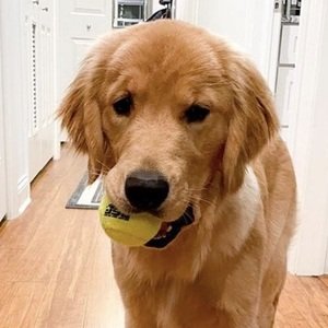 Riley the Golden Pup, 5 (Cane)