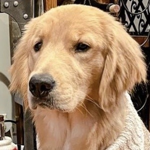 Riley the Golden Pup, 5 (Dog)