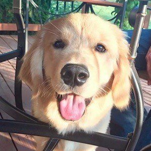 Rollie the Golden image 3