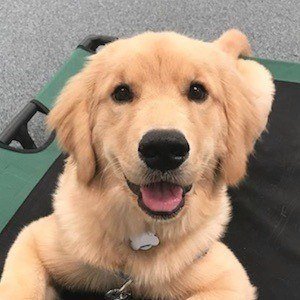 Rollie the Golden image 4