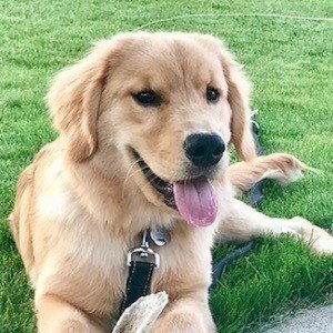 Rollie the Golden image 6