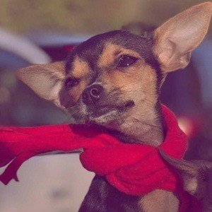 Rosetta The Chihuahua, 8 (Cane)
