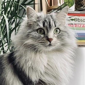 Shuba The Siberian, 3 (Chat)