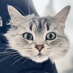 Shuba The Siberian image 3