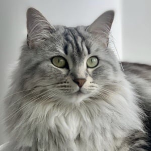 Shuba The Siberian image 4
