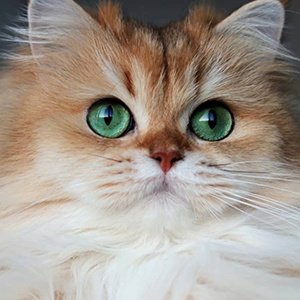 Smoothie the Cat, 11 (Cat)