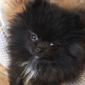 Smudge Pom image 3
