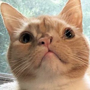 Smush, 6 (Cat)