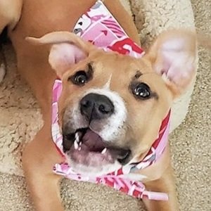 Snoopy Snoopy and Calvin image 3