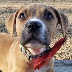 Snoopy Snoopy and Calvin image 7