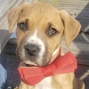 Snoopy Snoopy and Calvin image 8