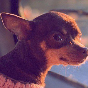 Stacy The Chihuahua image 1