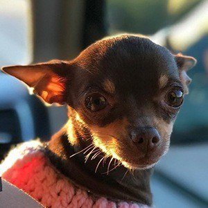 Stacy The Chihuahua image 2