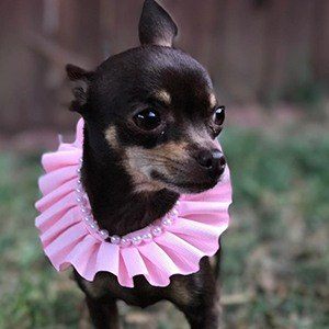 Stacy The Chihuahua image 3