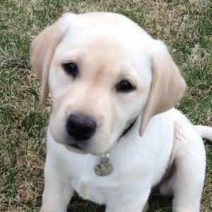 Stella the Dog image 3