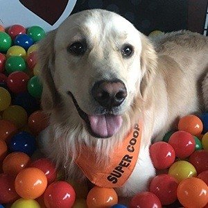 Super Cooper, 10 (Dog)