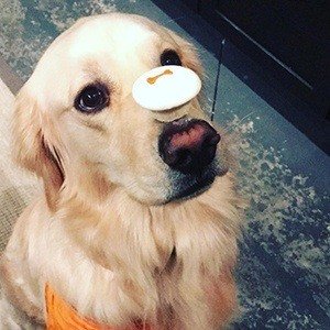 Super Cooper, 10 (Dog)