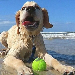 Super Cooper, 10 (Dog)