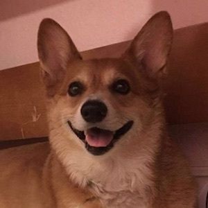 Super Corgi JoJo