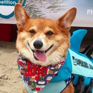 Super Corgi JoJo image 4