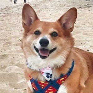 Super Corgi JoJo image 5