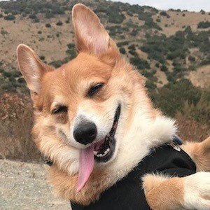 Super Corgi JoJo image 8